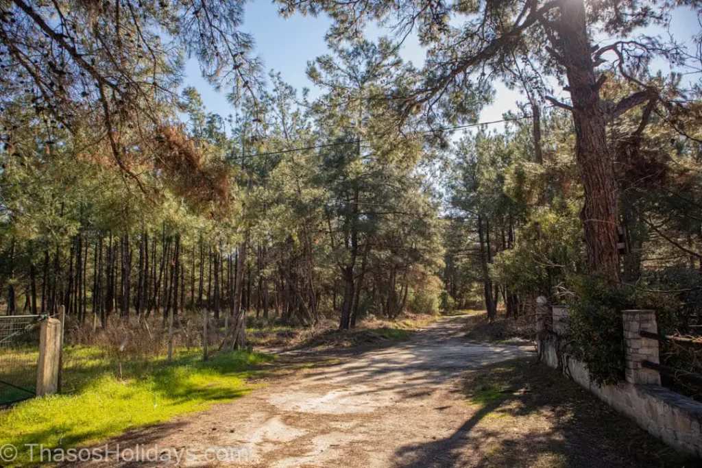 Pine Forest or Dasilio near Skala Prinos