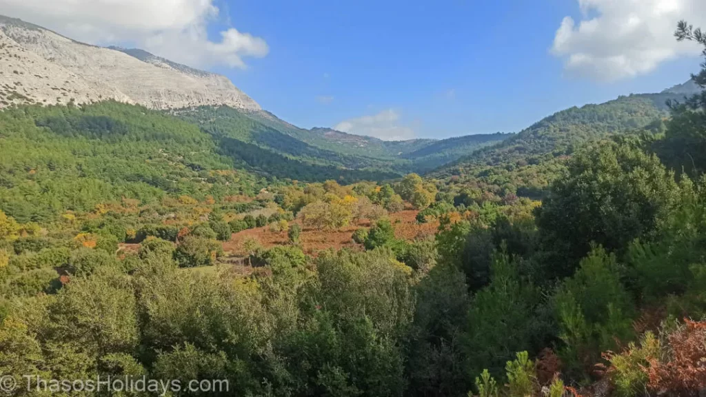 Forest in the heart of Thassos